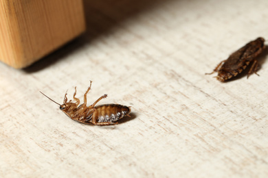 Photo of Brown cockroaches on white wooden background, closeup. Pest control