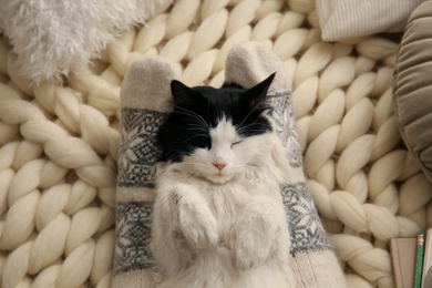 Woman with adorable cat on knitted blanket, top view