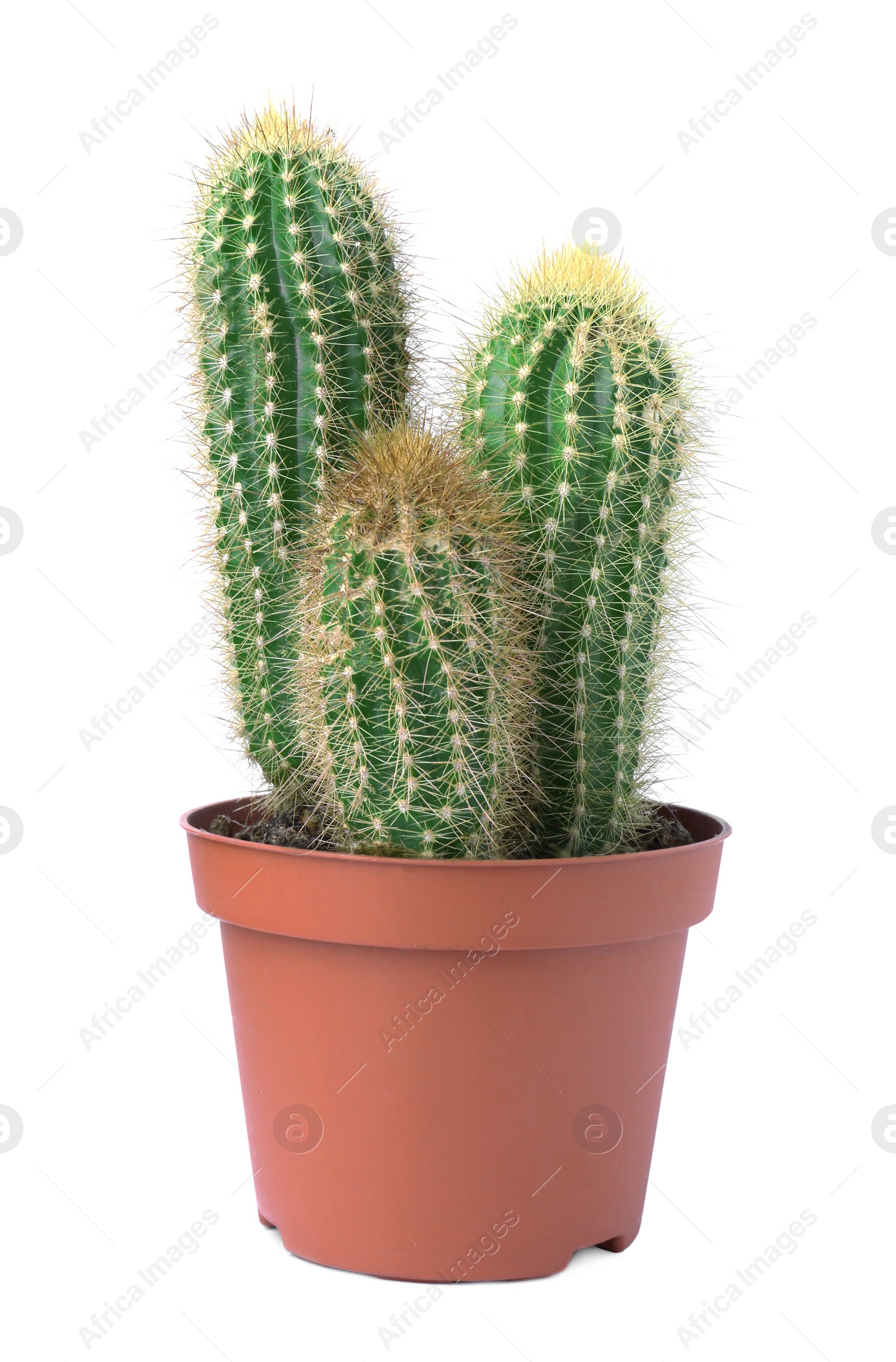 Photo of Beautiful green cactus in pot isolated on white