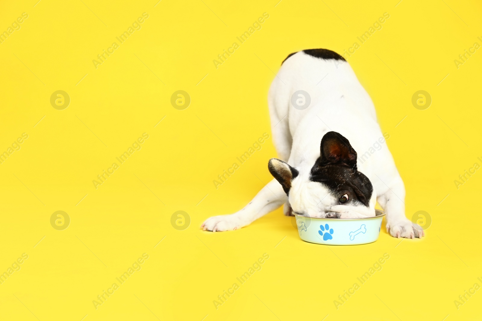 Photo of French bulldog eating food from bowl on yellow background. Space for text