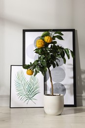 Potted bergamot tree with ripe fruits and pictures on floor near white wall indoors
