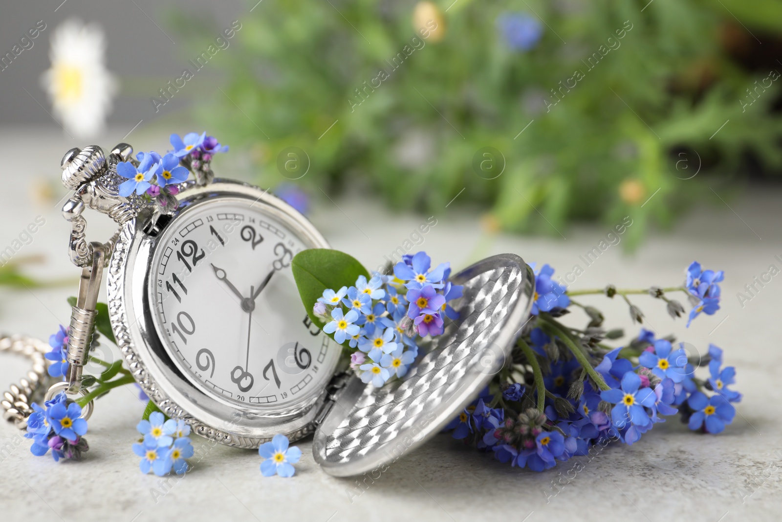 Photo of Beautiful blue forget-me-not flowers with pocket watch on light stone table, closeup