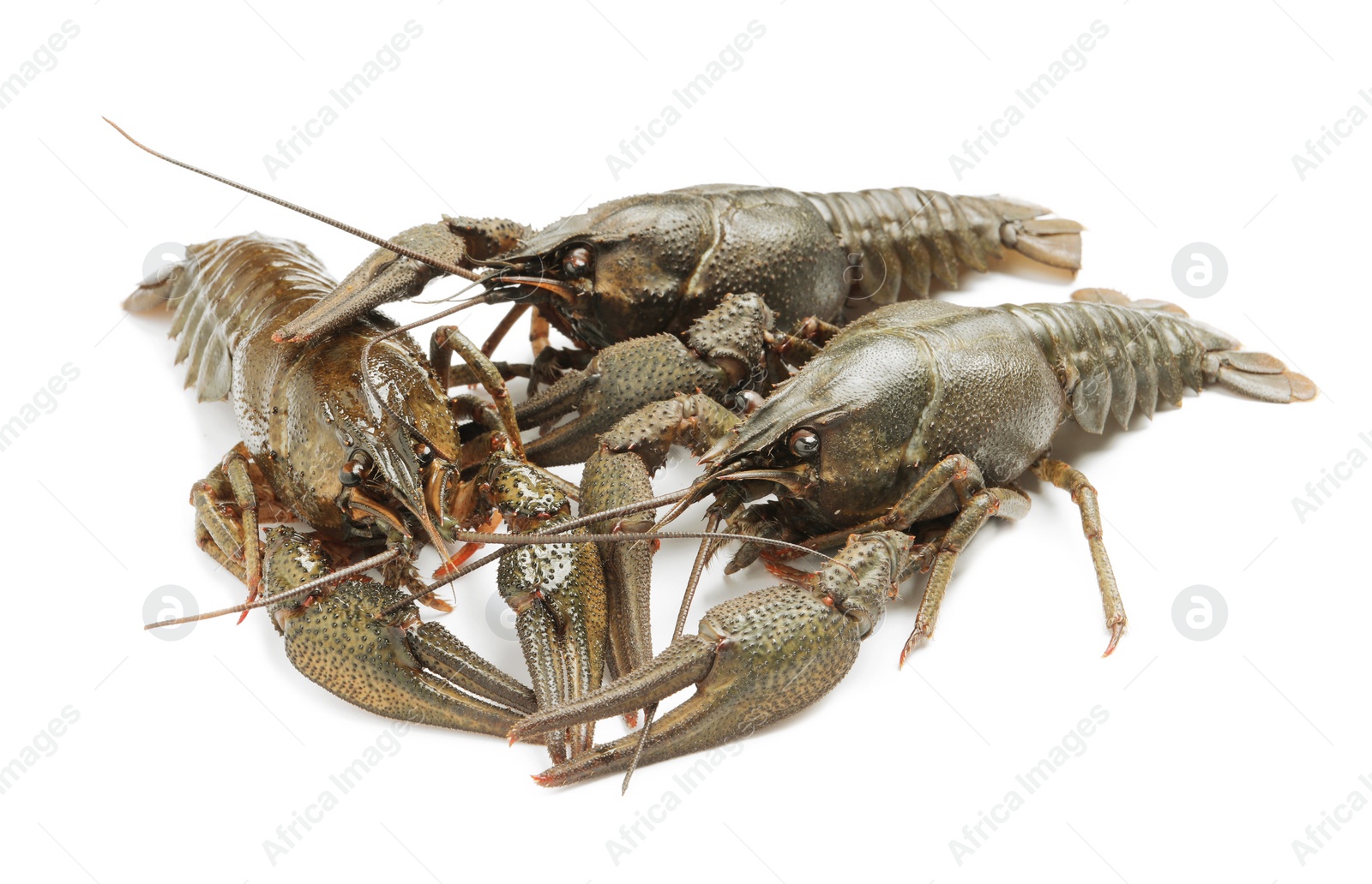 Photo of Many fresh raw crayfishes on white background
