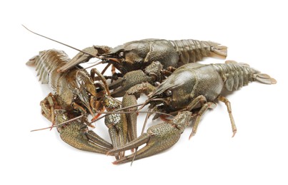 Photo of Many fresh raw crayfishes on white background