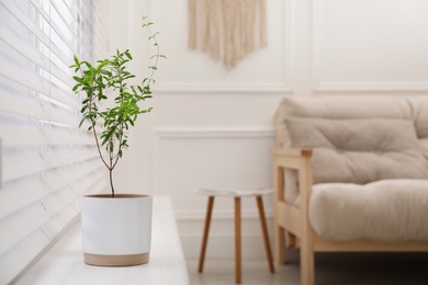 Photo of Young potted pomegranate tree on window sill indoors, space for text