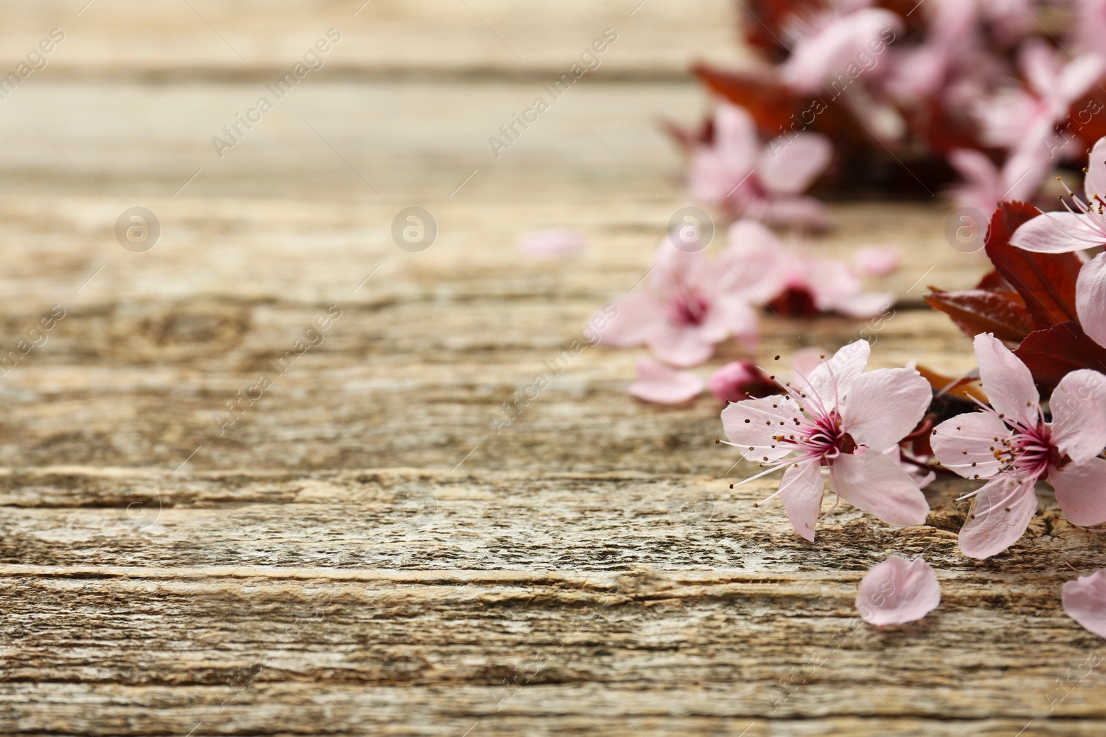 Photo of Spring branch with beautiful blossoms and leaves on wooden table, closeup. Space for text