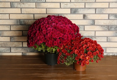 Beautiful potted chrysanthemum flowers on table near brick wall