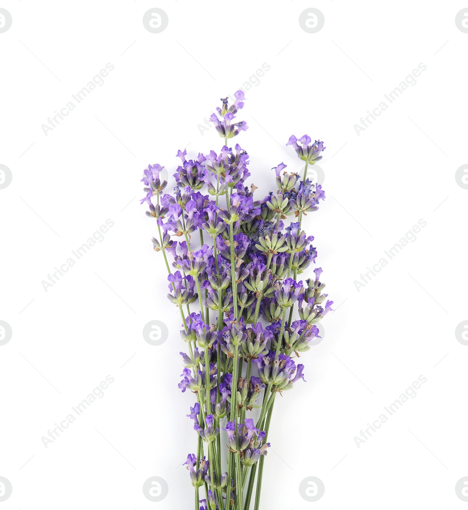 Photo of Beautiful tender lavender flowers on white background, top view