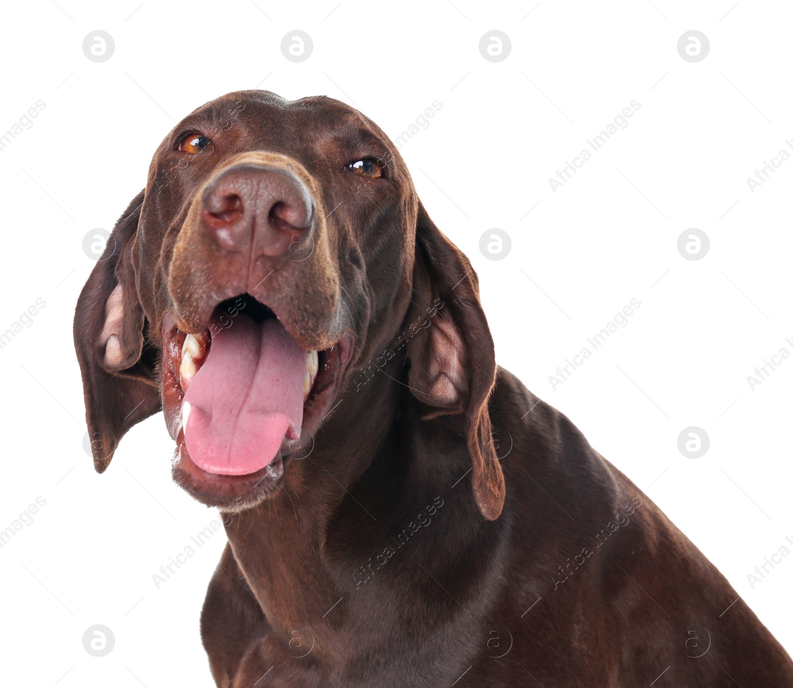 Photo of German Shorthaired Pointer dog on white background