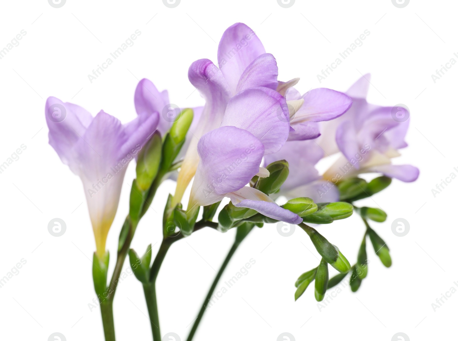 Photo of Beautiful violet freesia flowers isolated on white