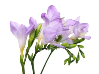 Photo of Beautiful violet freesia flowers isolated on white