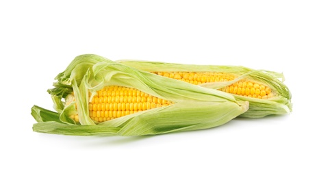 Photo of Ripe raw corn cobs with husk on white background