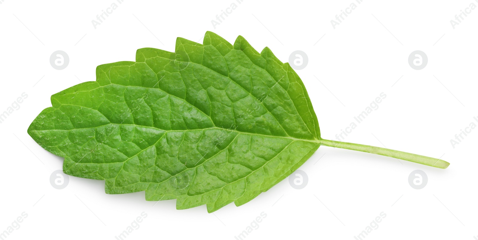 Photo of Fresh lemon balm leaf isolated on white, top view