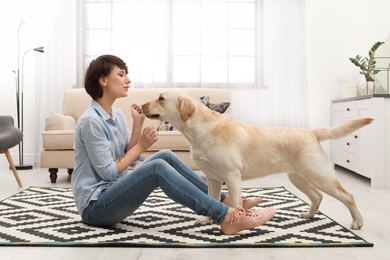 Adorable yellow labrador retriever with owner at home