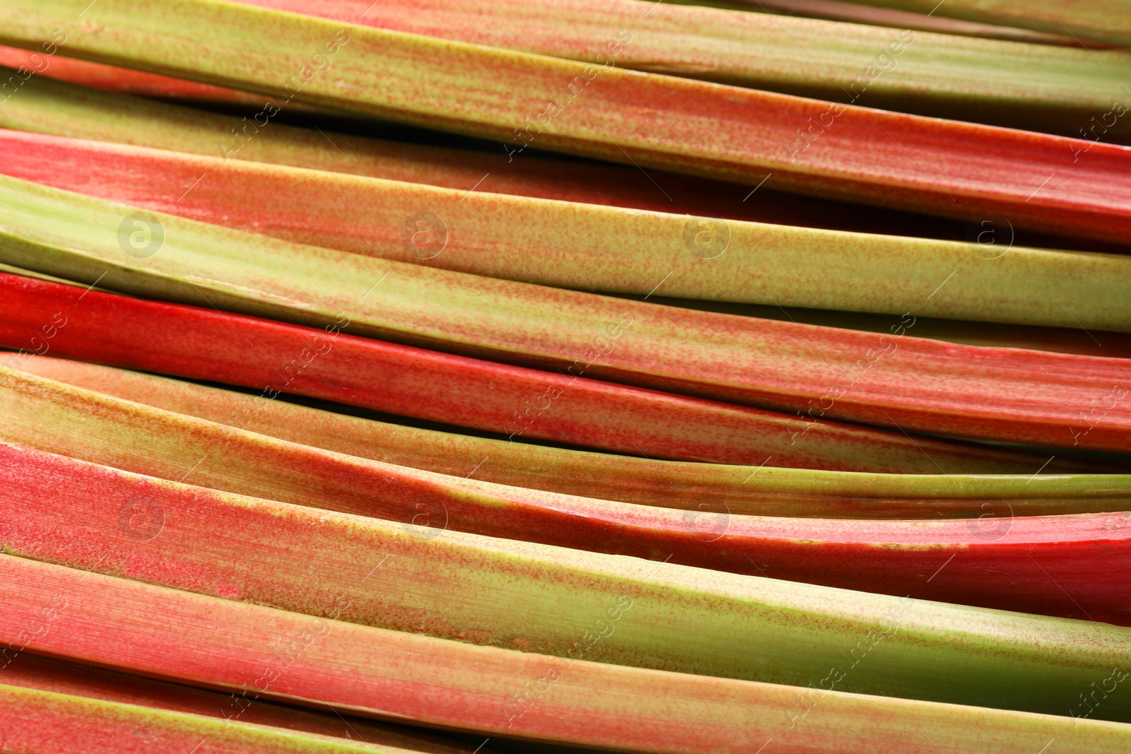 Photo of Many ripe rhubarb stalks as background, closeup