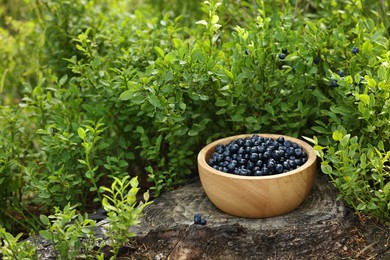 Wooden bowl of bilberries and green shrubs growing in forest