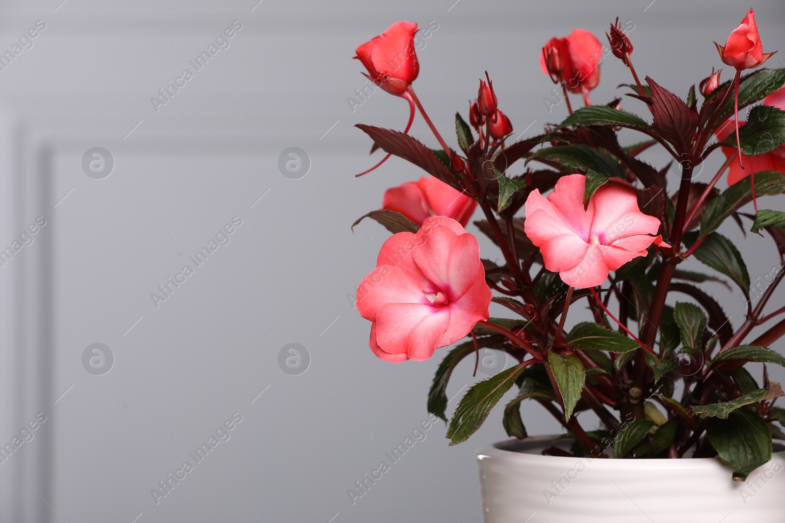 Photo of Beautiful impatiens in pot near grey wall, space for text
