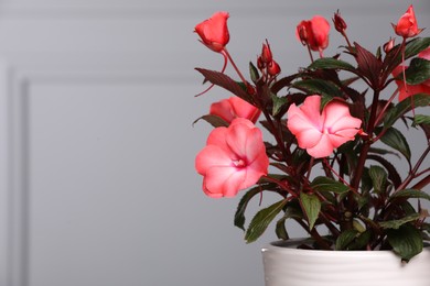 Beautiful impatiens in pot near grey wall, space for text