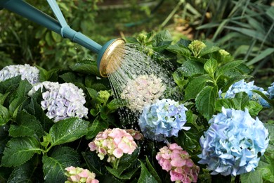Photo of Watering beautiful blooming hortensia plants in garden