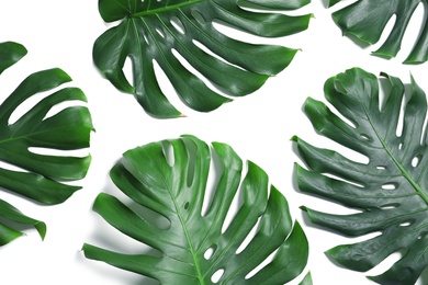 Green fresh monstera leaves on white background, top view. Tropical plant