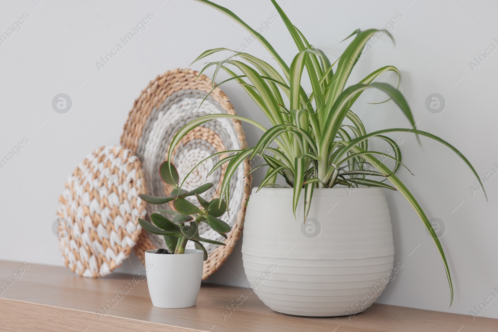 Photo of Beautiful houseplants and home decor on wooden table near light wall