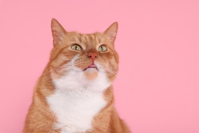 Photo of Cute cat showing tongue on pink background