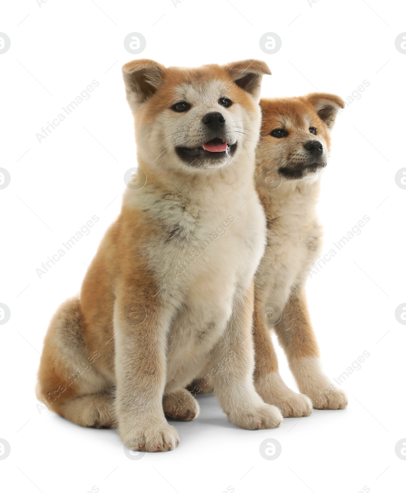 Photo of Cute akita inu puppies isolated on white