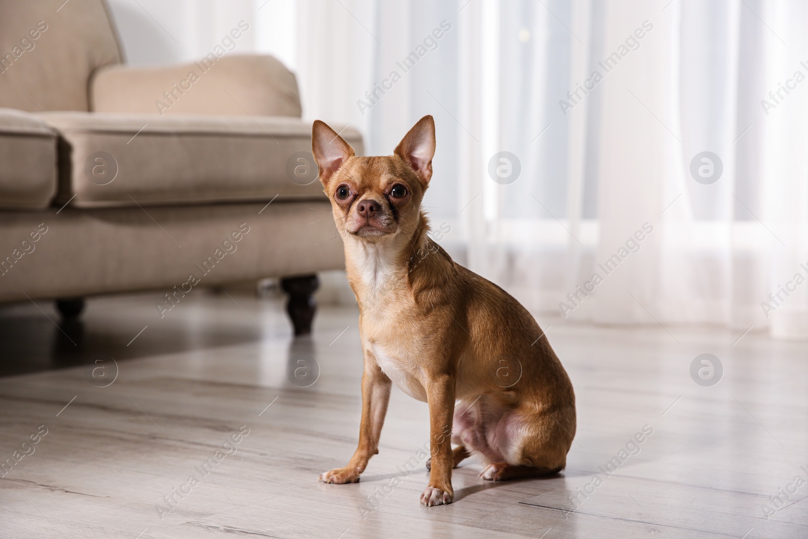 Photo of Cute Chihuahua dog sitting on warm floor indoors. Heating system