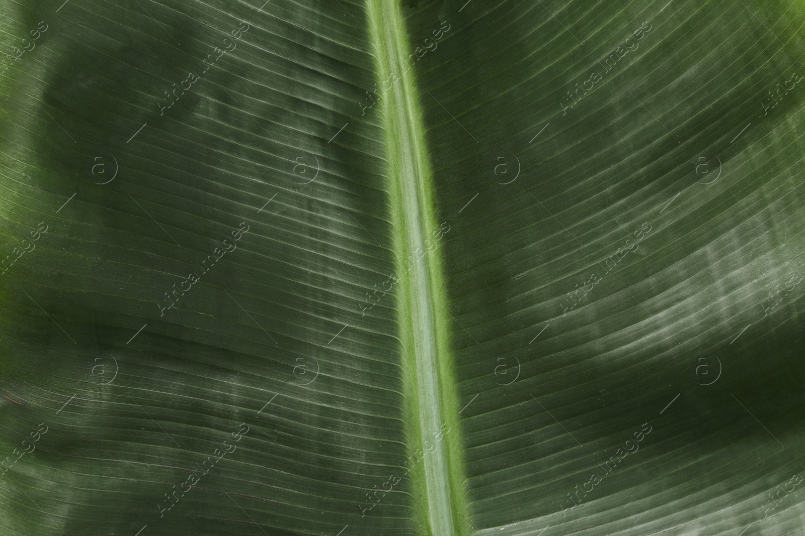 Photo of Green banana leaf as background, closeup view. Tropical foliage