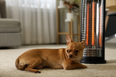 Photo of Chihuahua near modern electric halogen heater at home