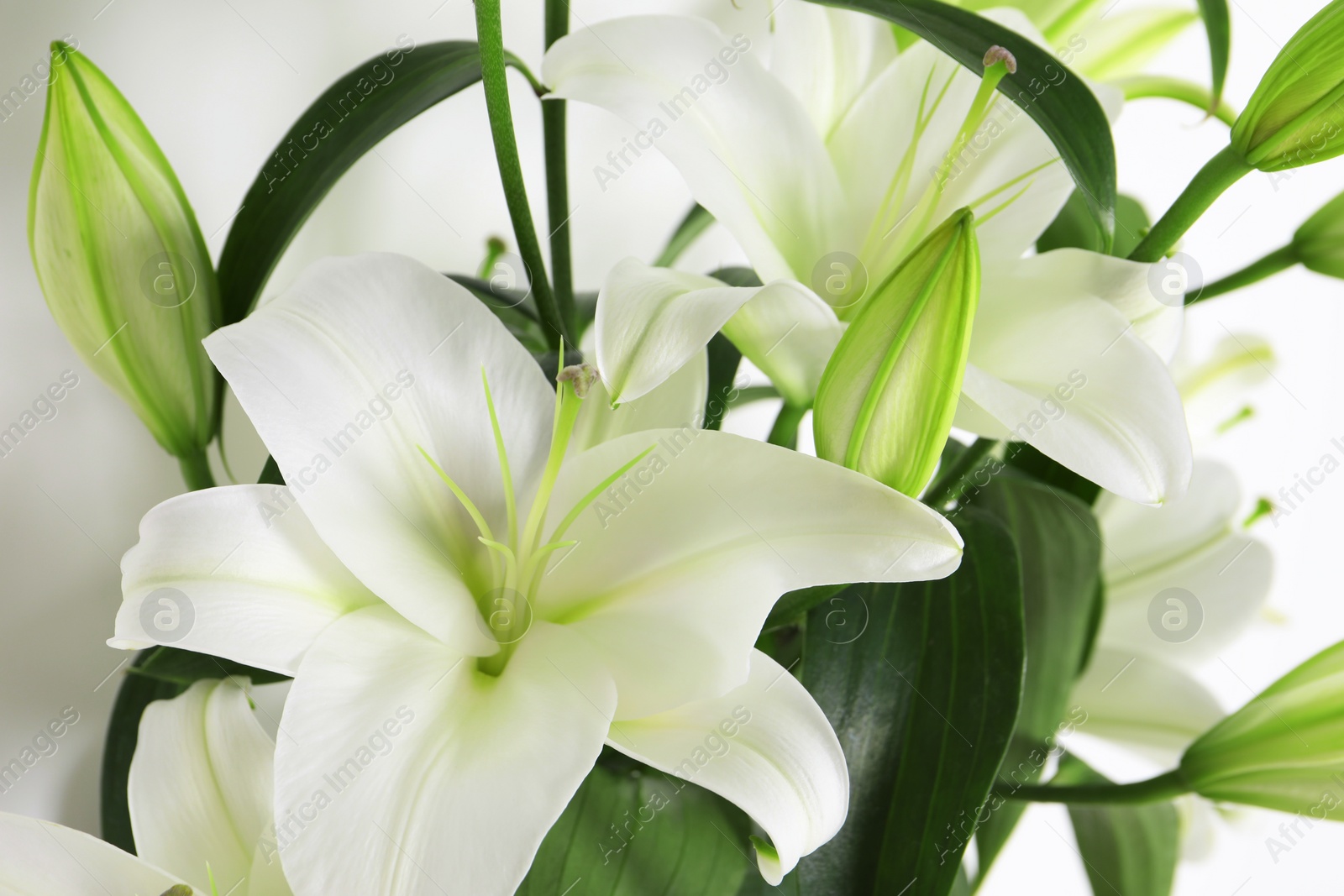 Photo of Beautiful lily flowers on white background, closeup