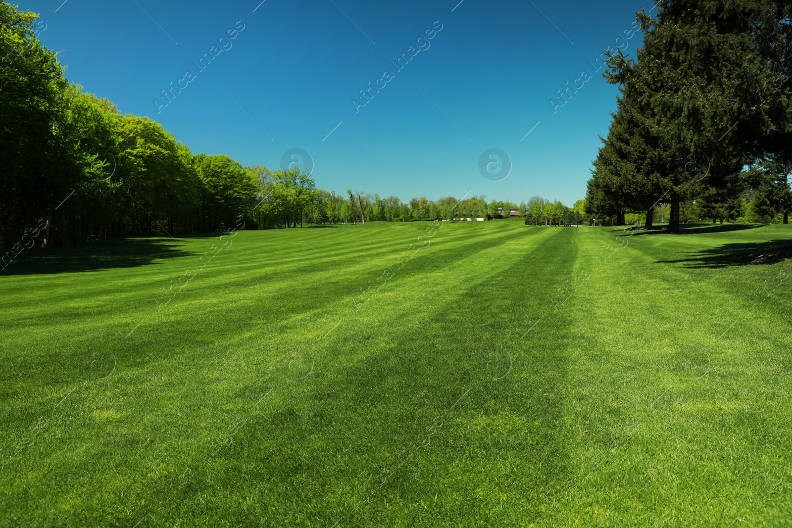 Photo of Beautiful view of landscape with fresh green grass and trees outdoors