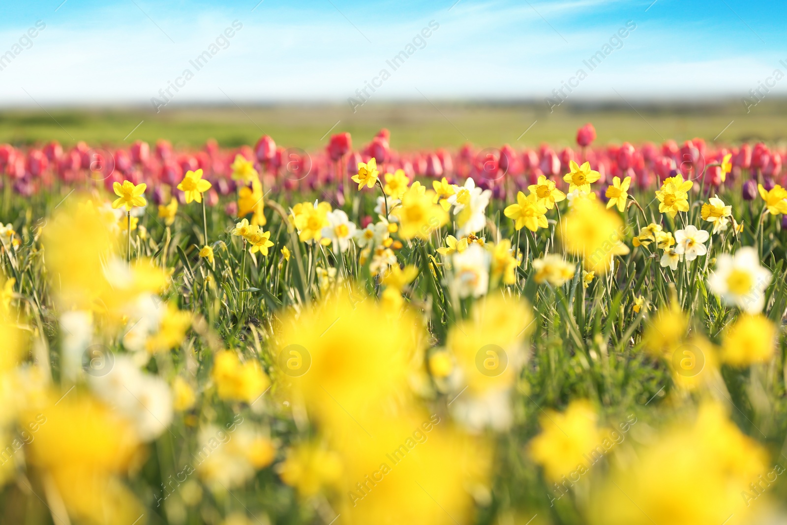 Photo of Field with fresh beautiful narcissus flowers on sunny day