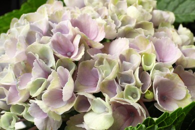 Photo of Beautiful lilac hortensia flowers as background, closeup