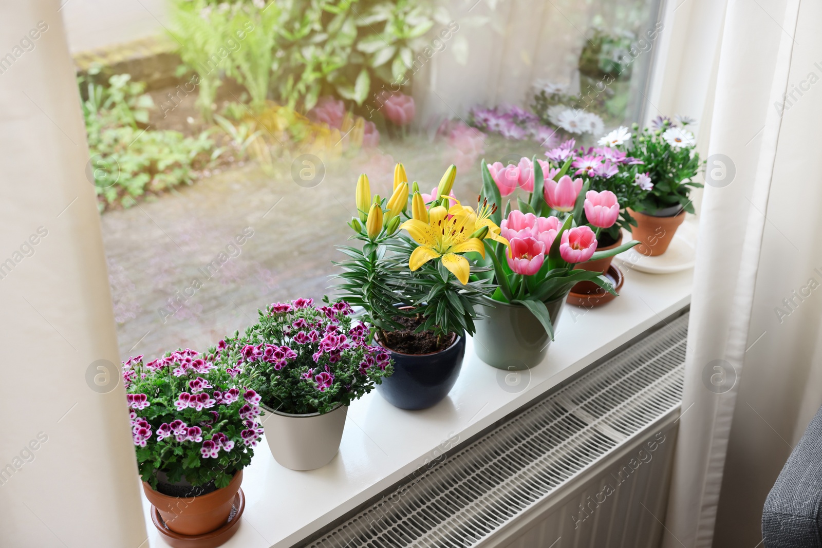 Photo of Many beautiful blooming potted plants on windowsill indoors