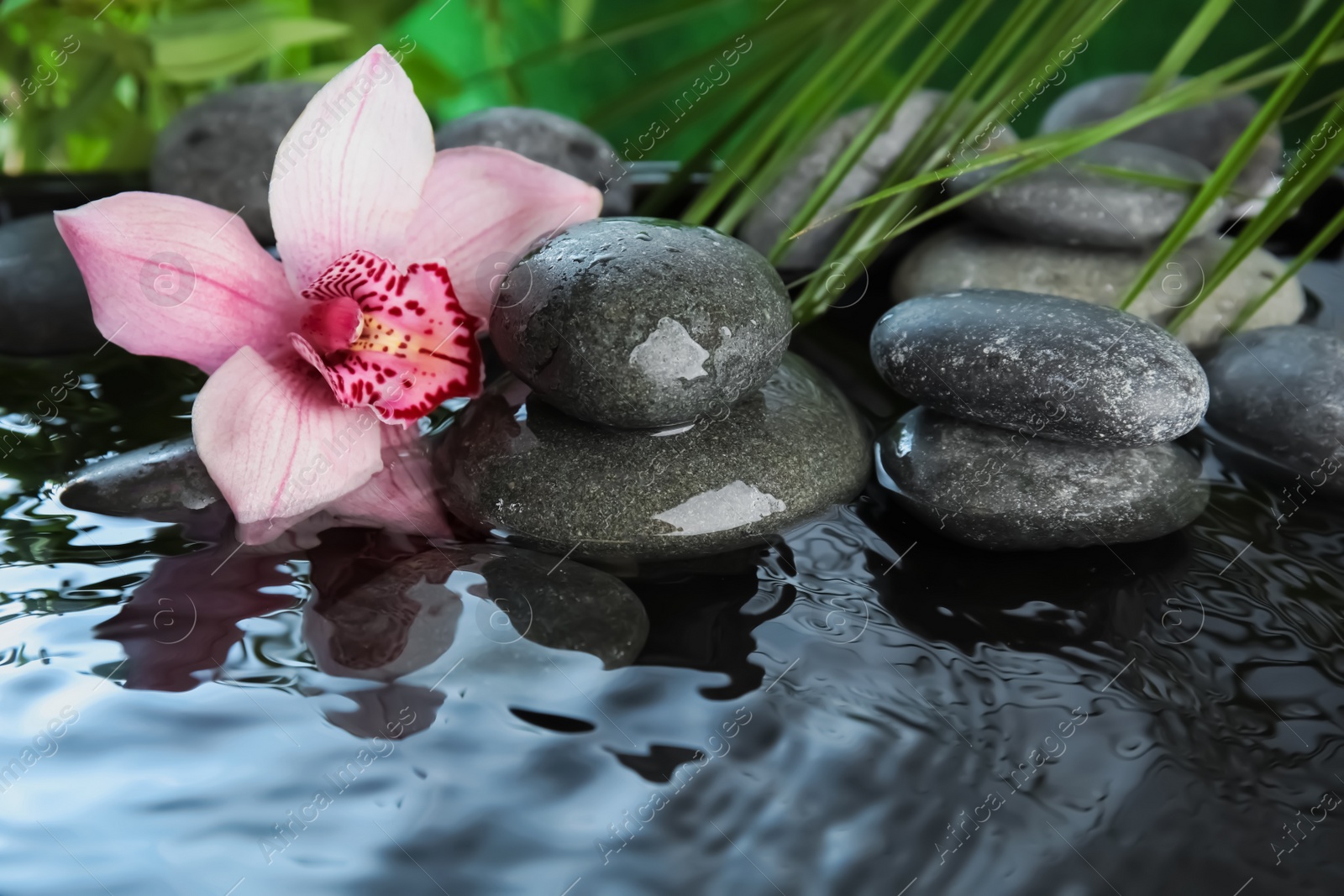 Photo of Zen stones and beautiful exotic flower in water