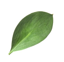 Fresh green Ruscus leaf on white background