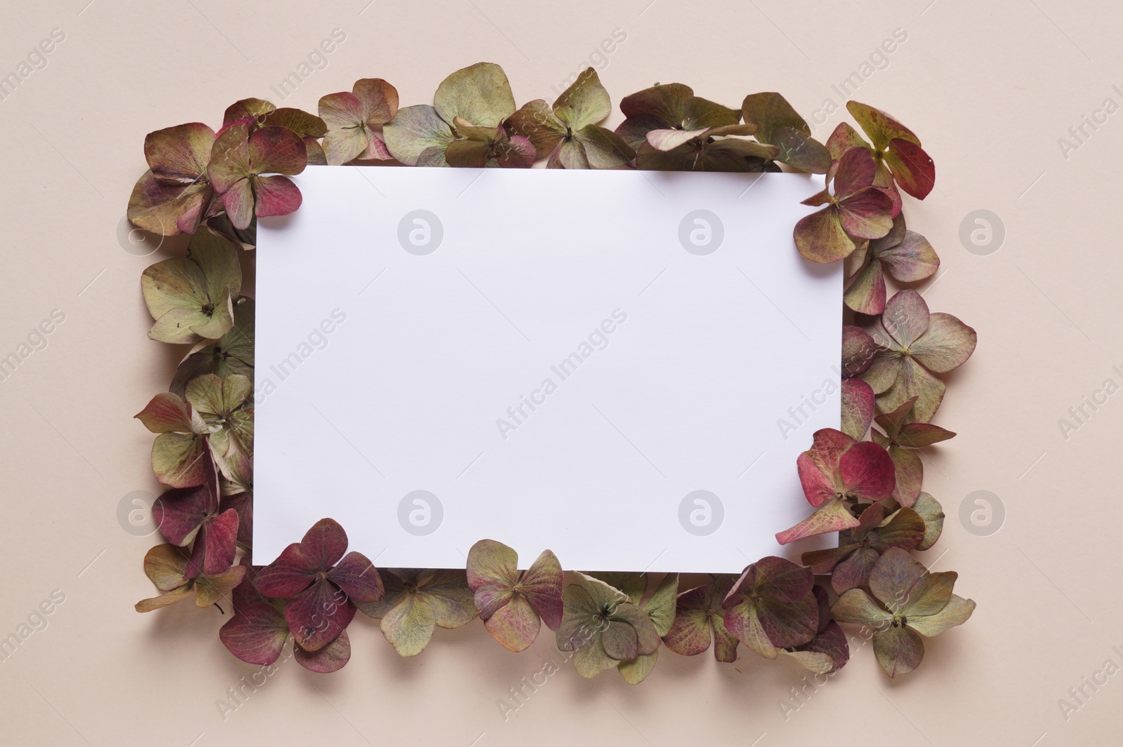 Photo of Dried hortensia flowers and sheet of paper on beige background, flat lay. Space for text