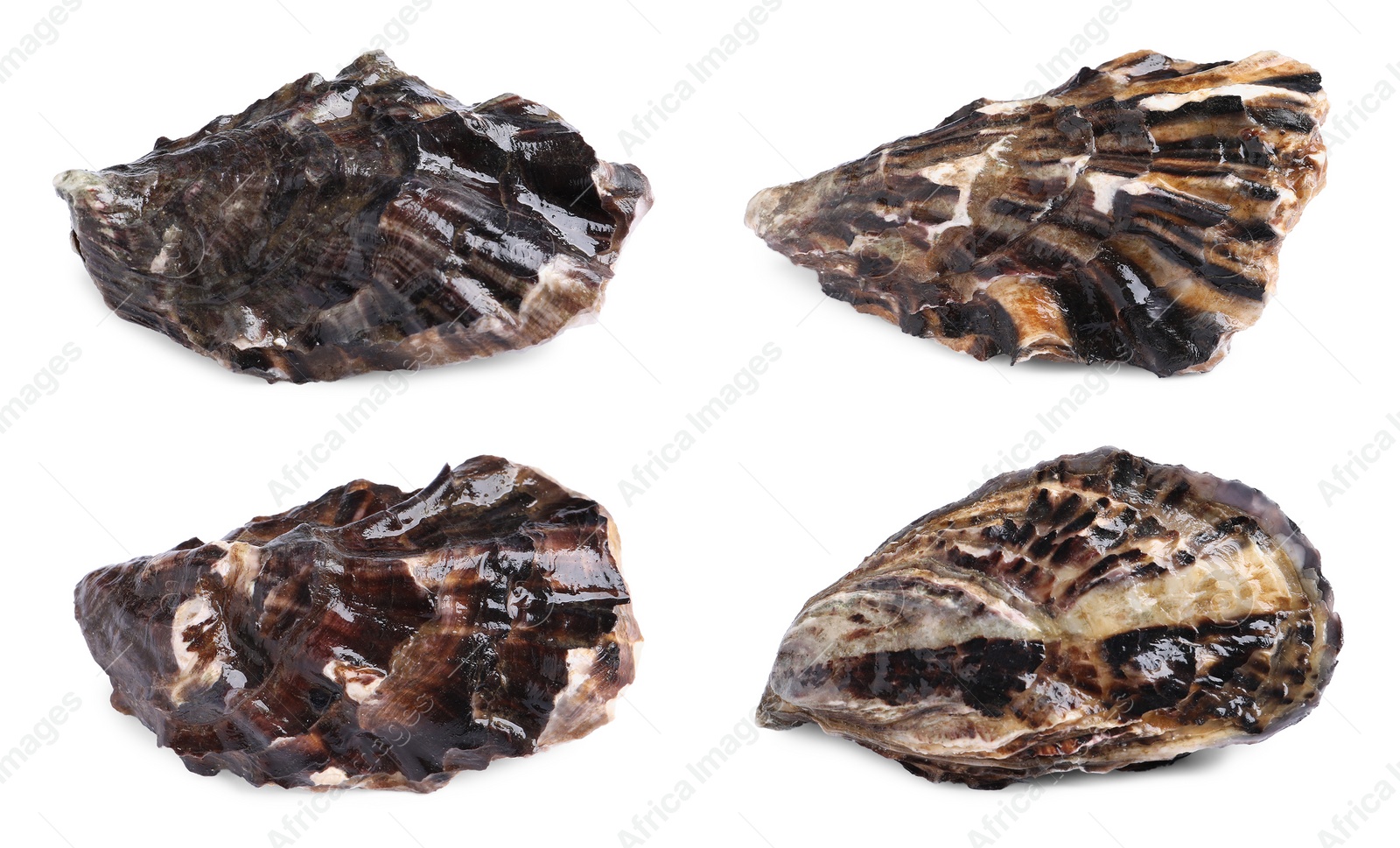 Image of Set with fresh raw oysters on white background 