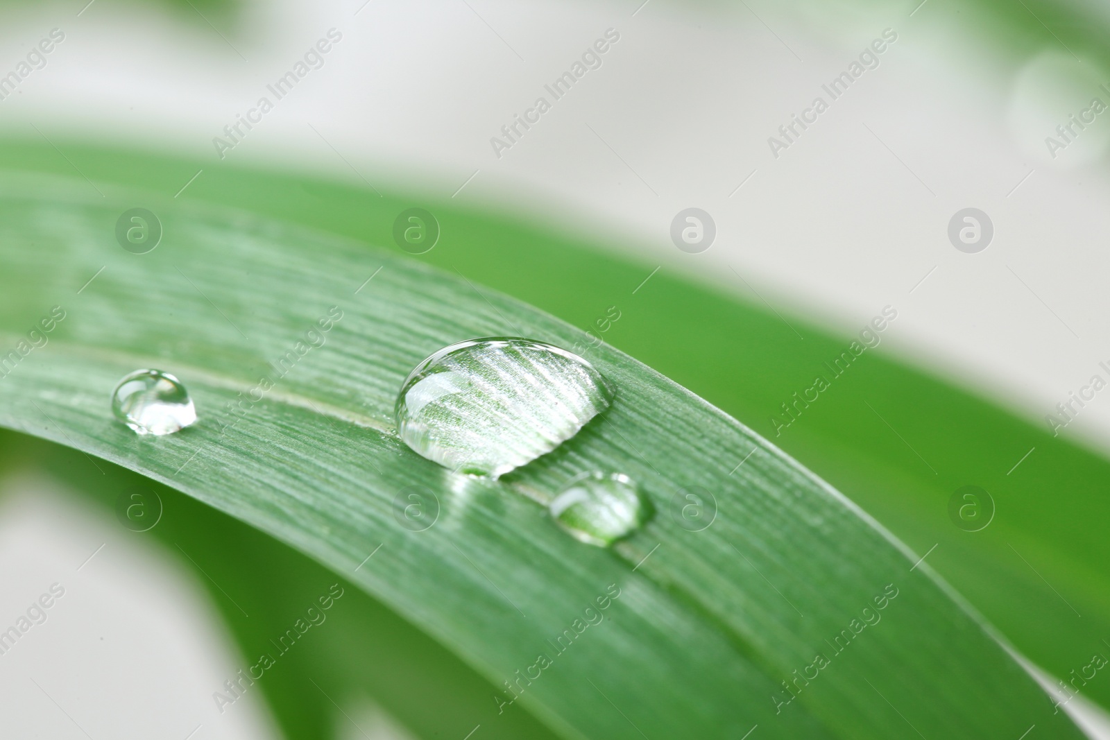 Photo of Water drops on green leaf against blurred background