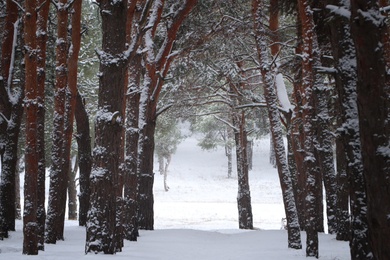 Picturesque view of beautiful forest covered with snow