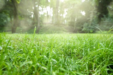 Fresh green grass with water drops growing in summer park, closeup