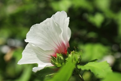 Beautiful hibiscus flower growing outdoors, closeup view