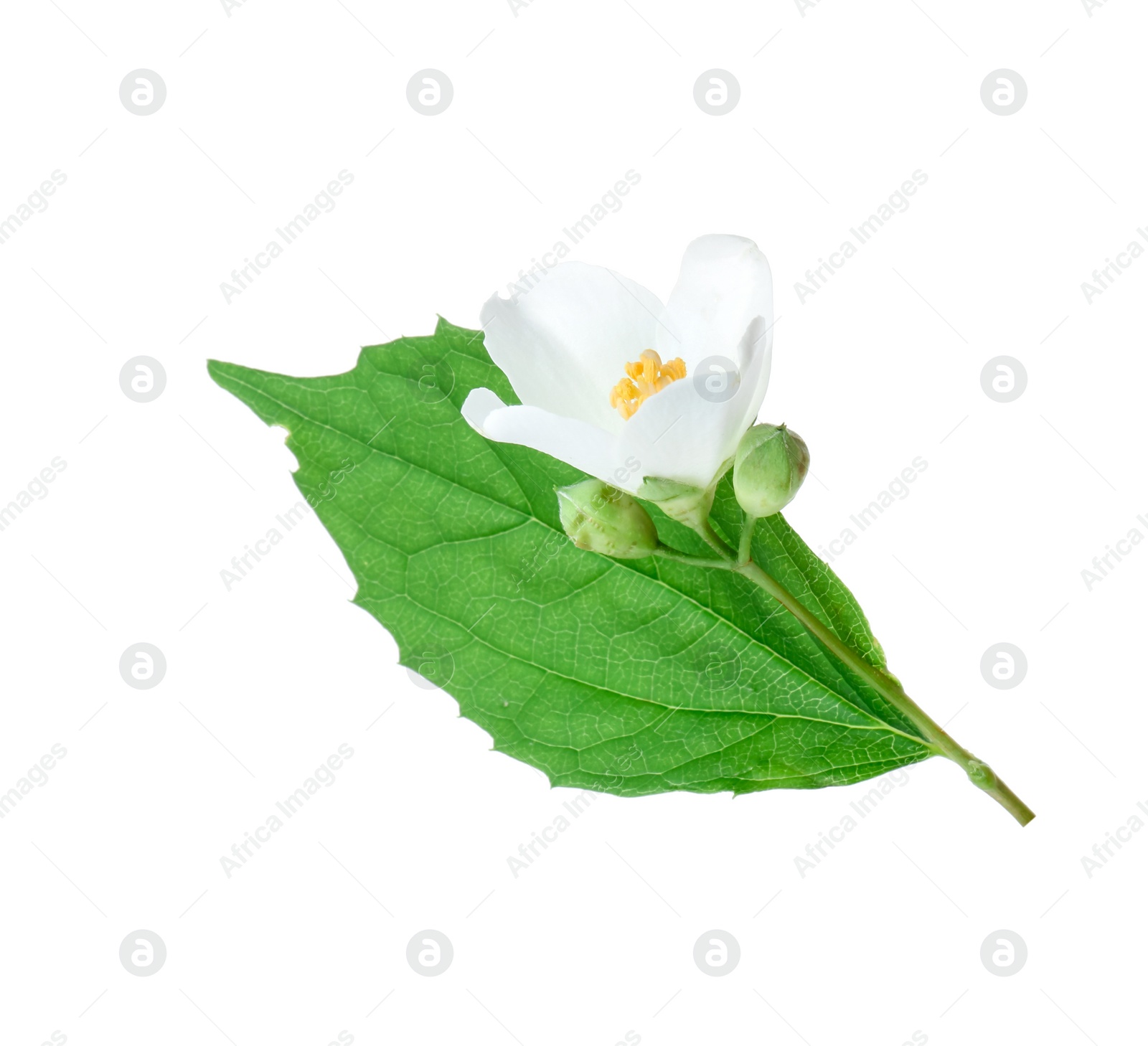 Photo of Branch of jasmine flower, buds and leaf isolated on white