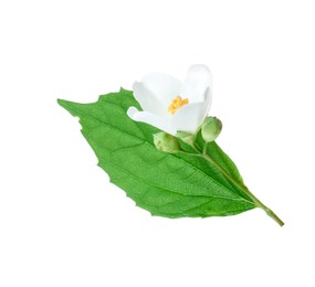 Photo of Branch of jasmine flower, buds and leaf isolated on white