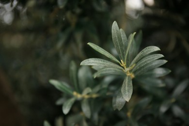 Olive twigs with fresh green leaves on blurred background, closeup