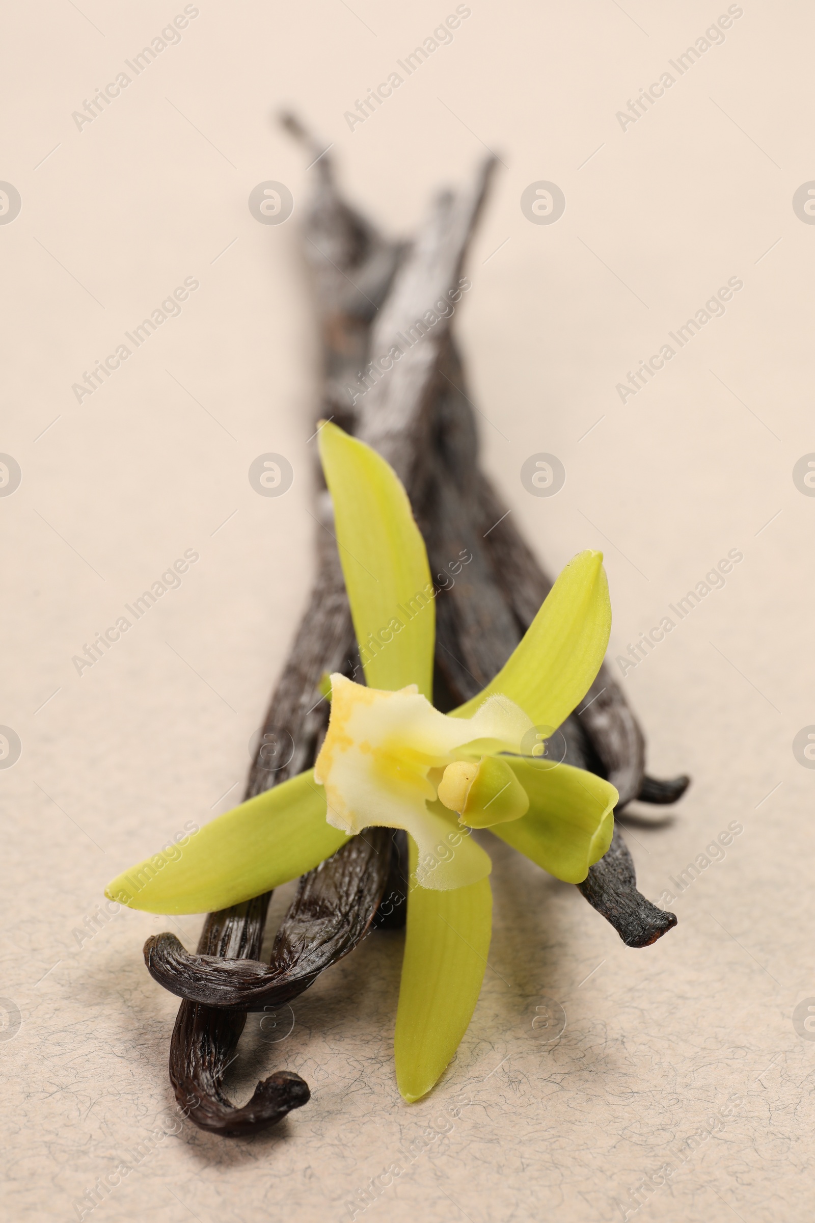 Photo of Vanilla pods and beautiful flower on beige background, closeup