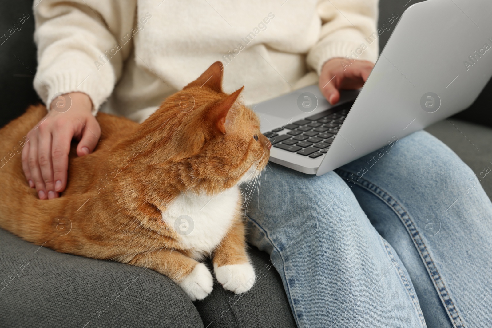 Photo of Woman working with laptop and petting cute cat on sofa at home, closeup