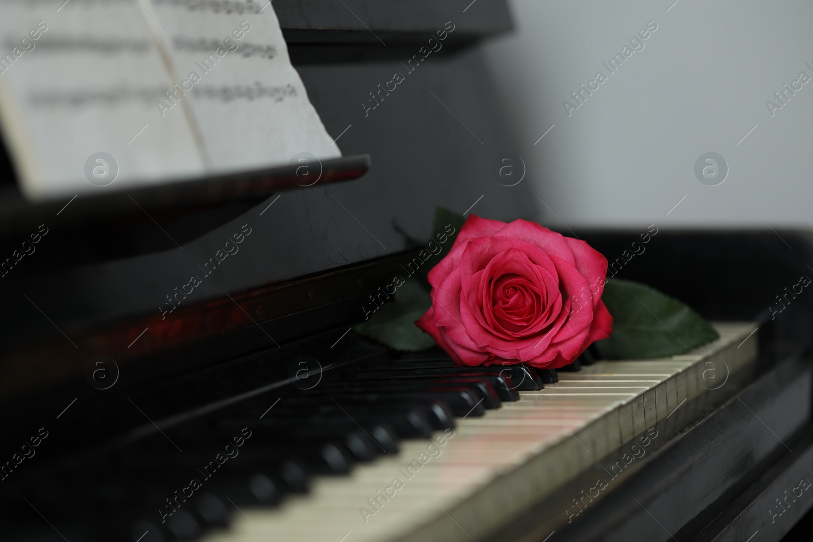 Photo of Beautiful pink rose and musical notes on piano, closeup