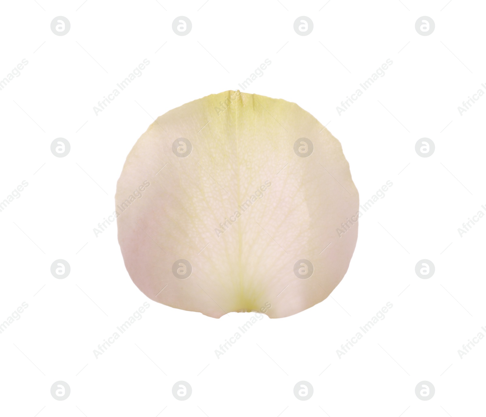 Photo of Beautiful fresh rose petal isolated on white